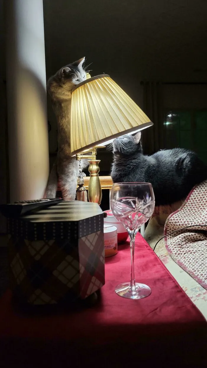 The Bug In The Lamp