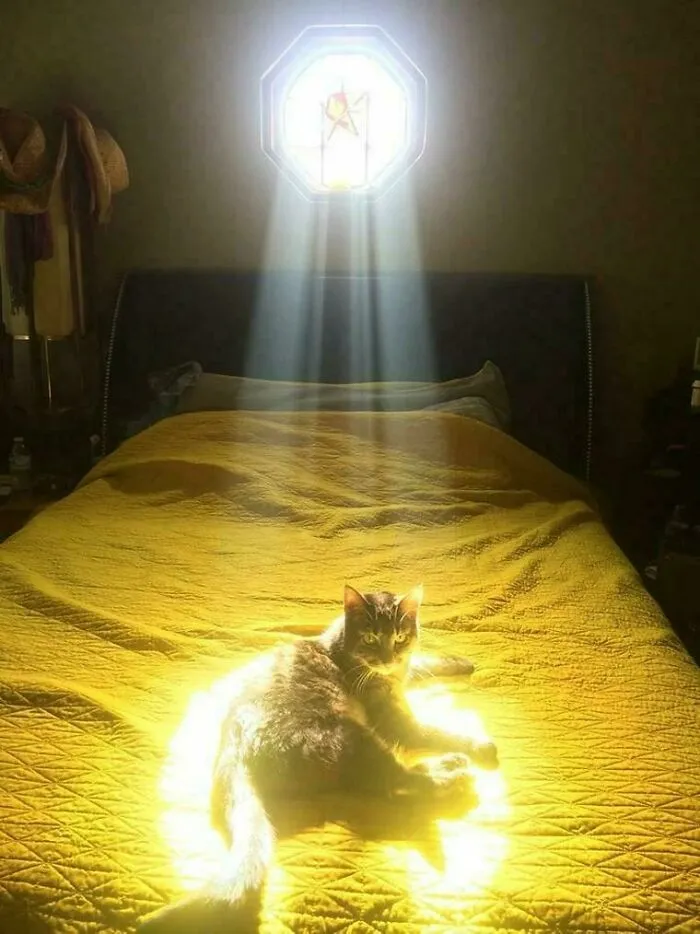 Cat Bathed In Light