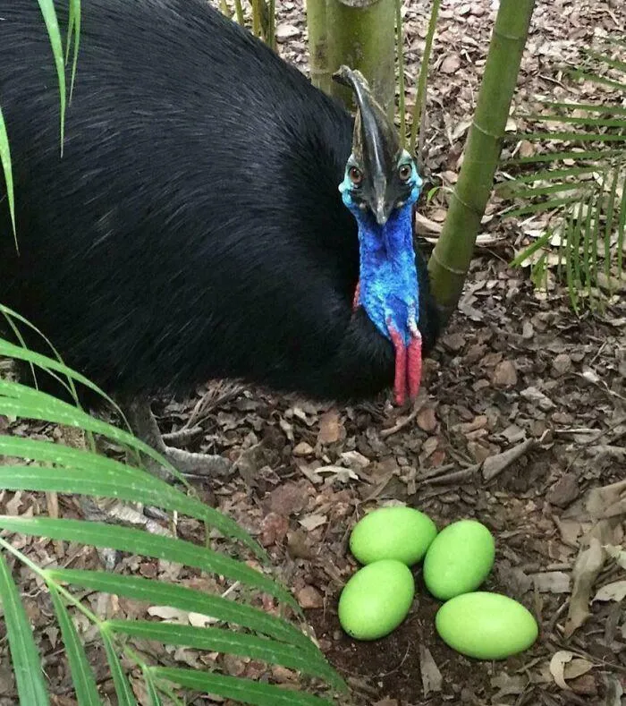 The Eggs Of Cassowaries Are Green