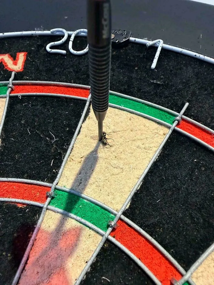 Darted A Fly