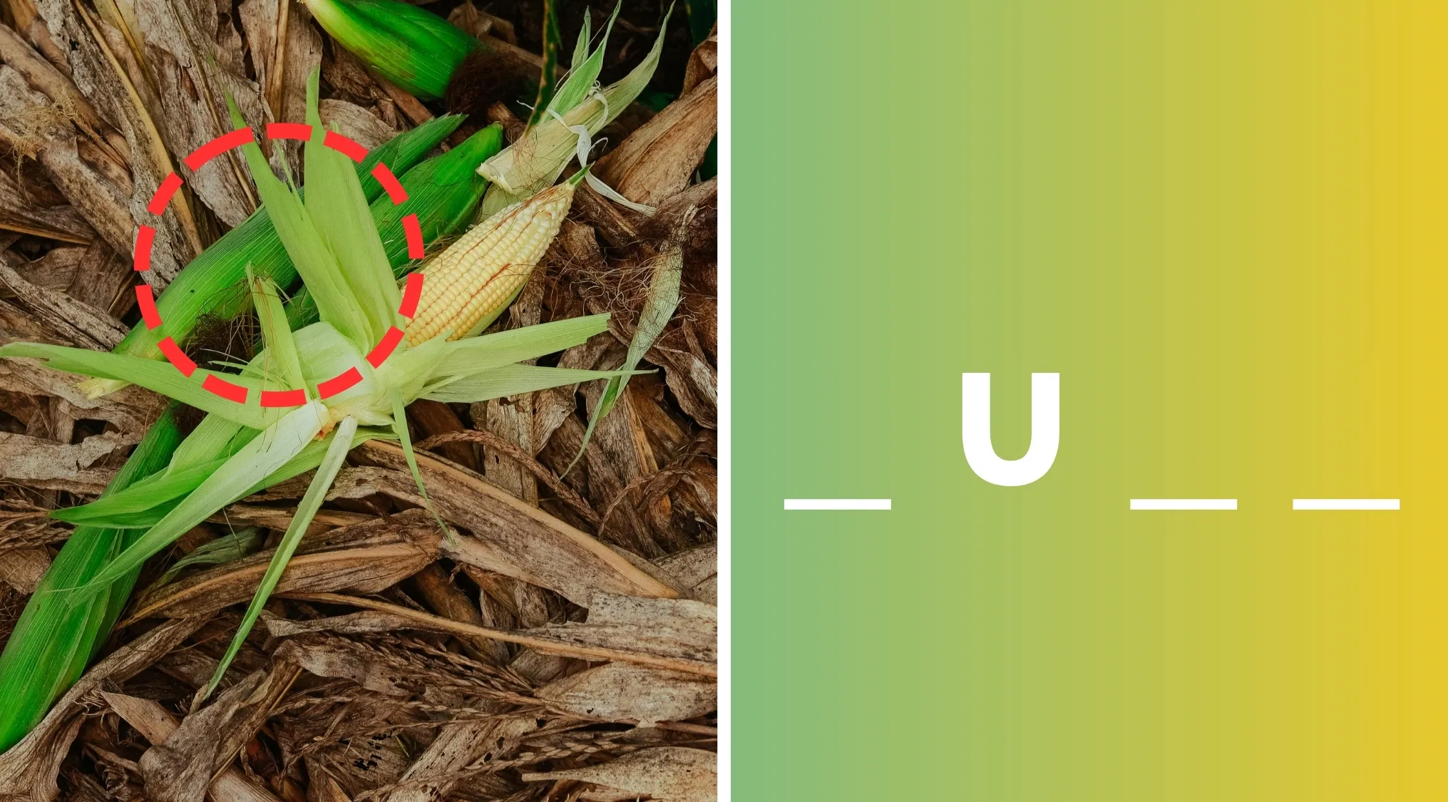 Close-up of corn with green husk partially peeled back, highlighting the main part of corn called the husk outdoors.