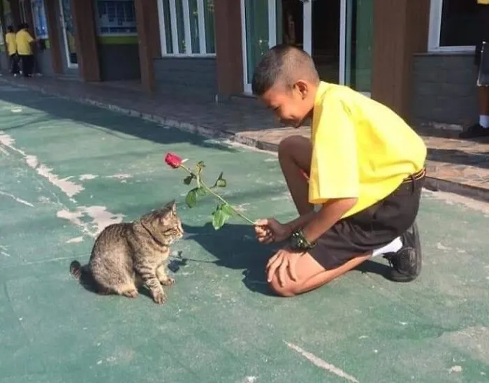 A young boy in a yellow shirt offering a red rose to a tabby cat, showcasing a sweet human-animal bond.