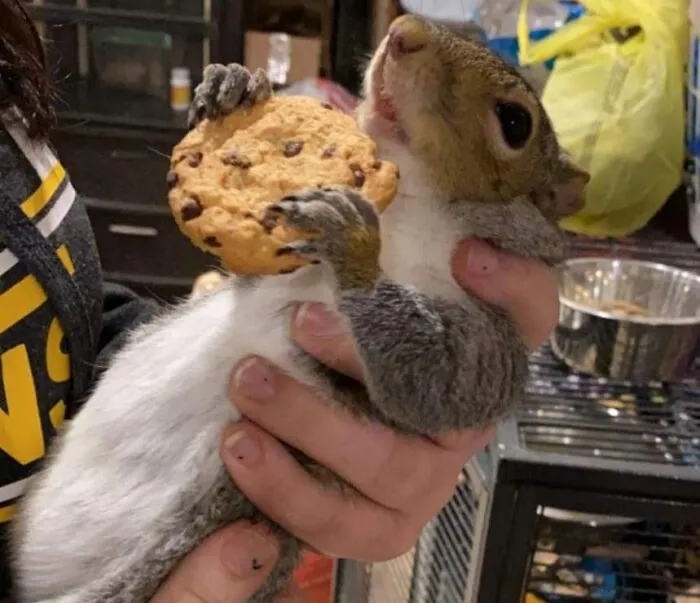A squirrel being held gently while holding a chocolate chip cookie, showcasing sweet human-animal bonds.
