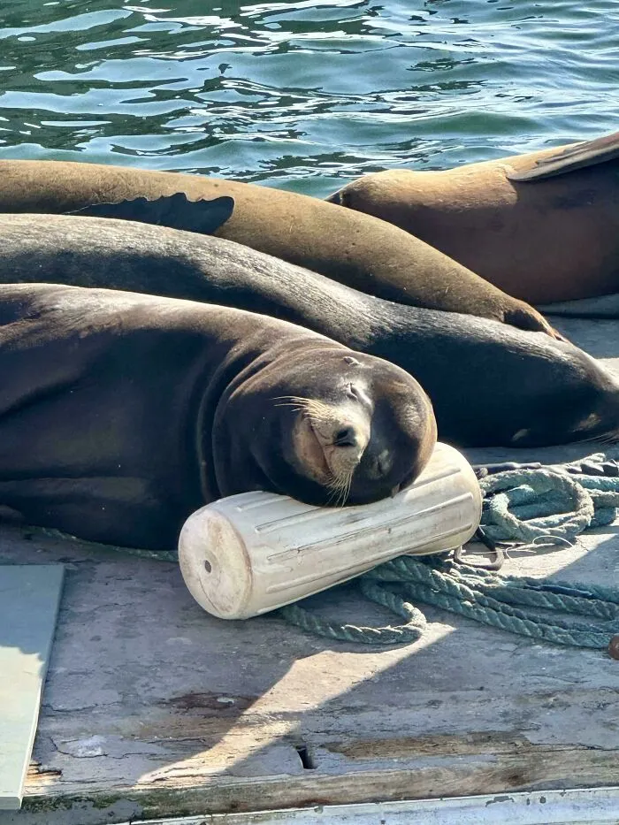 This Sleepy Sea Lion Used A Boat Bumper As A Pillow