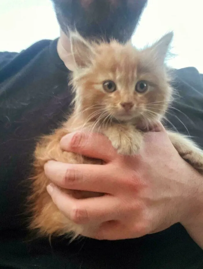 Found It In A Dumpster. It Hissed. It's Mine