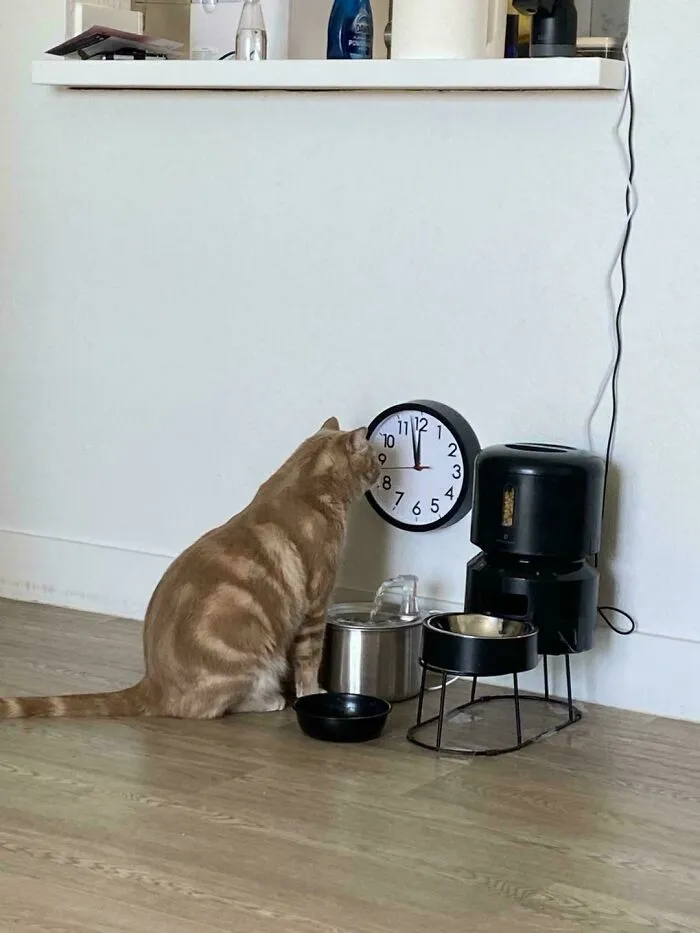 Is It Lunch Time Yet?