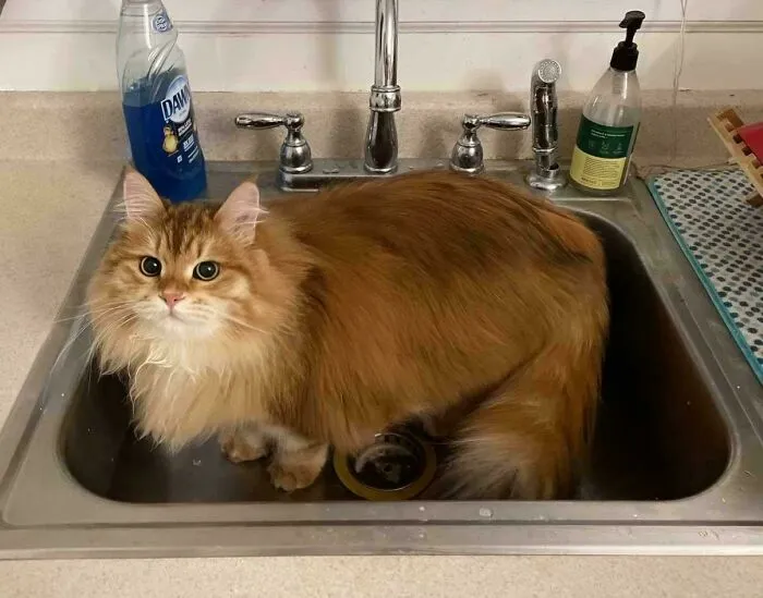 Yesterday He Found Cheese In The Sink So Now He’s Looking For More Sink Cheese