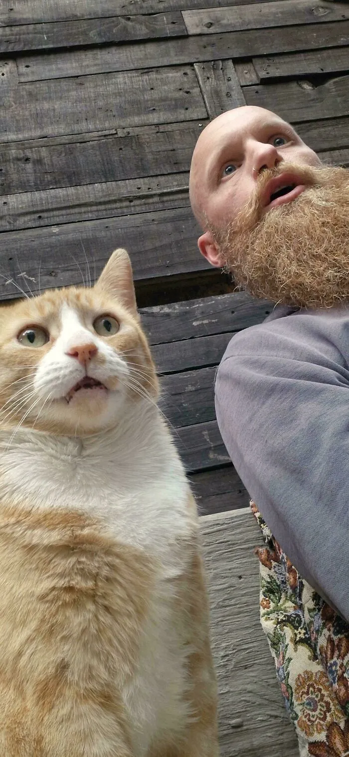 As The Beard Grows More Orange, So My Braincells Decrease In Accordance With The Orange Law. I Fear My Time On This Level Of Thought Grows Shorter By The Day. Also There Was A Bird