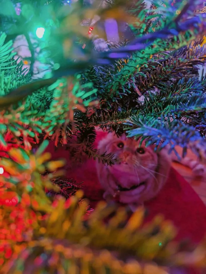 My Husband Decorated Early. The Reason? "It's Simon's Favorite Holiday"