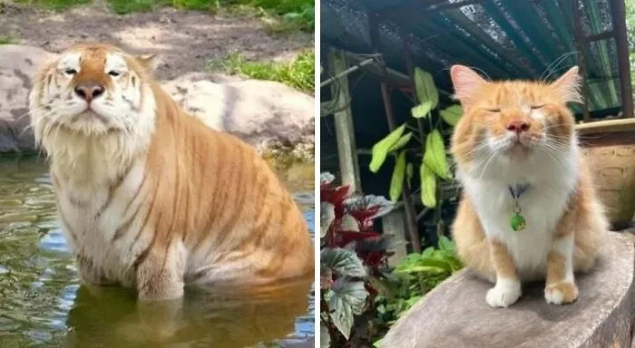 I See No Difference