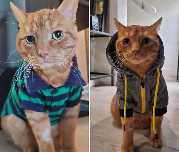 Stan Had Surgery On His Armpit, So He Has To Wear Shirts To Keep Him From Licking