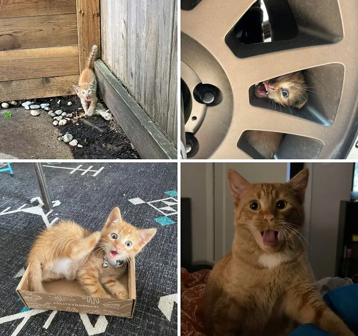 Send Some Love To Forrest For His 3rd Gotcha-Versary