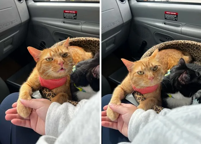 She Demands My Hand