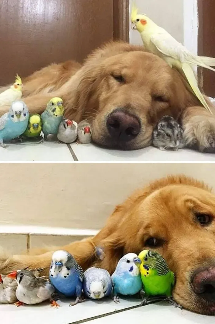 This Facebook Page Shares The Most Ridiculously Dog Photos To Help You De-Stress (40 Pics)