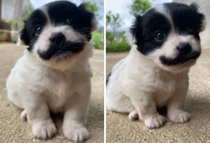 This Facebook Page Shares The Most Ridiculously Dog Photos To Help You De-Stress (40 Pics)