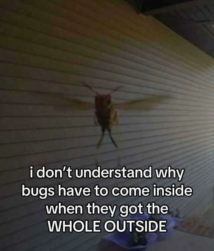 Because You Have L A M P