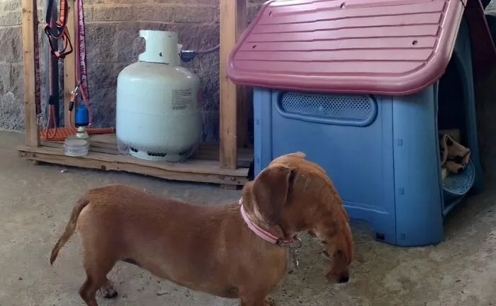 Friend Tried To Take A Panorama Of Her Dachshund
