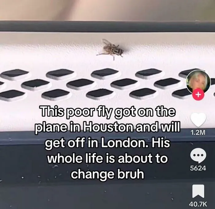 At Least He Doesn’t Have To Learn A New Language To Talk To Other Flies After It Arrives