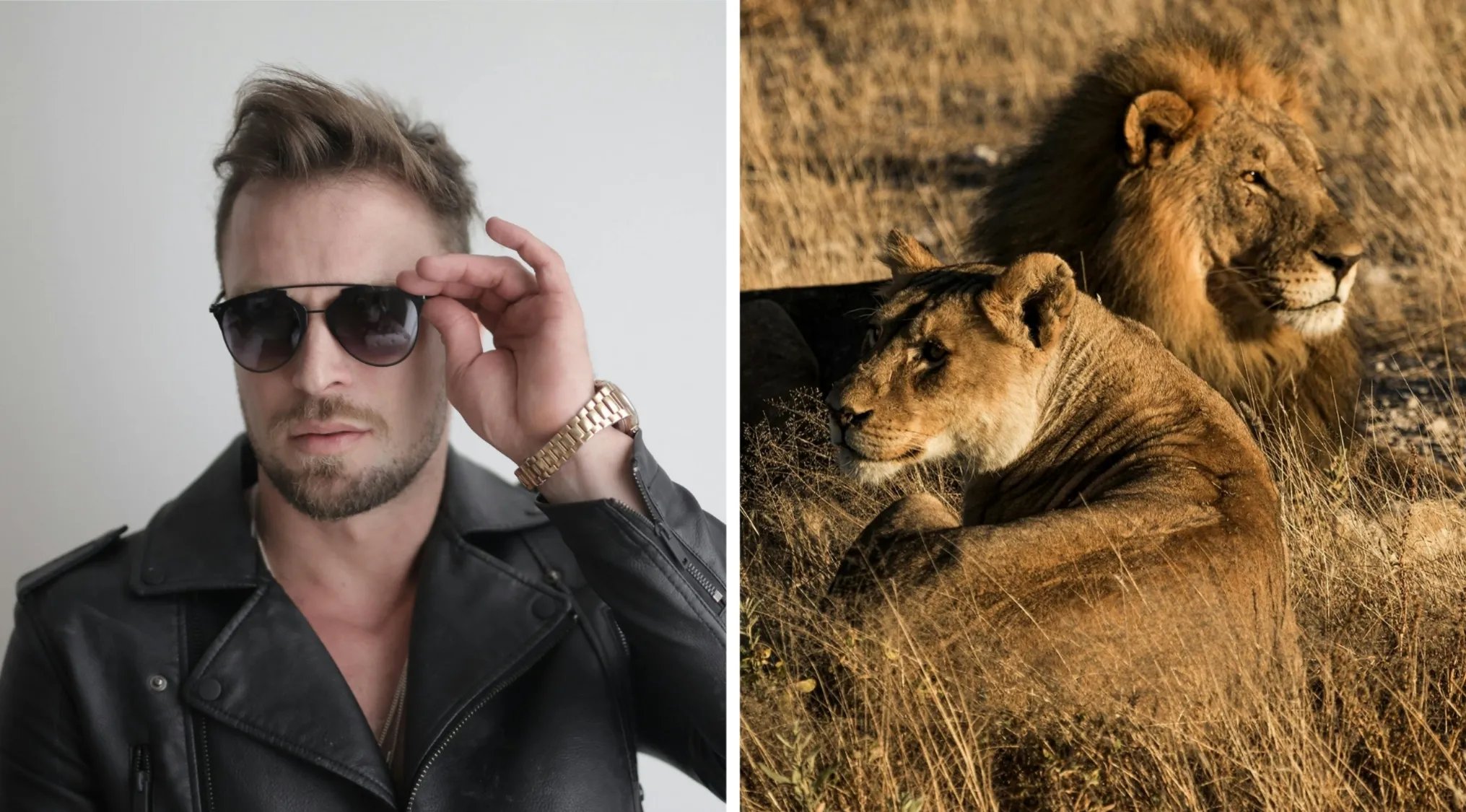 Man in black leather jacket and sunglasses on left, a lion and lioness resting in dry grass on right, illustrating literary device personification.