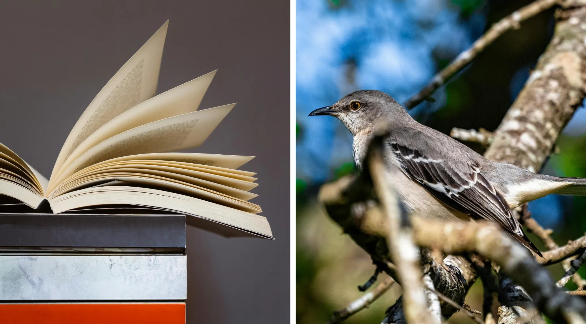 Open book with flipping pages resting on stacked books beside a mockingbird perched on a tree branch in nature background.