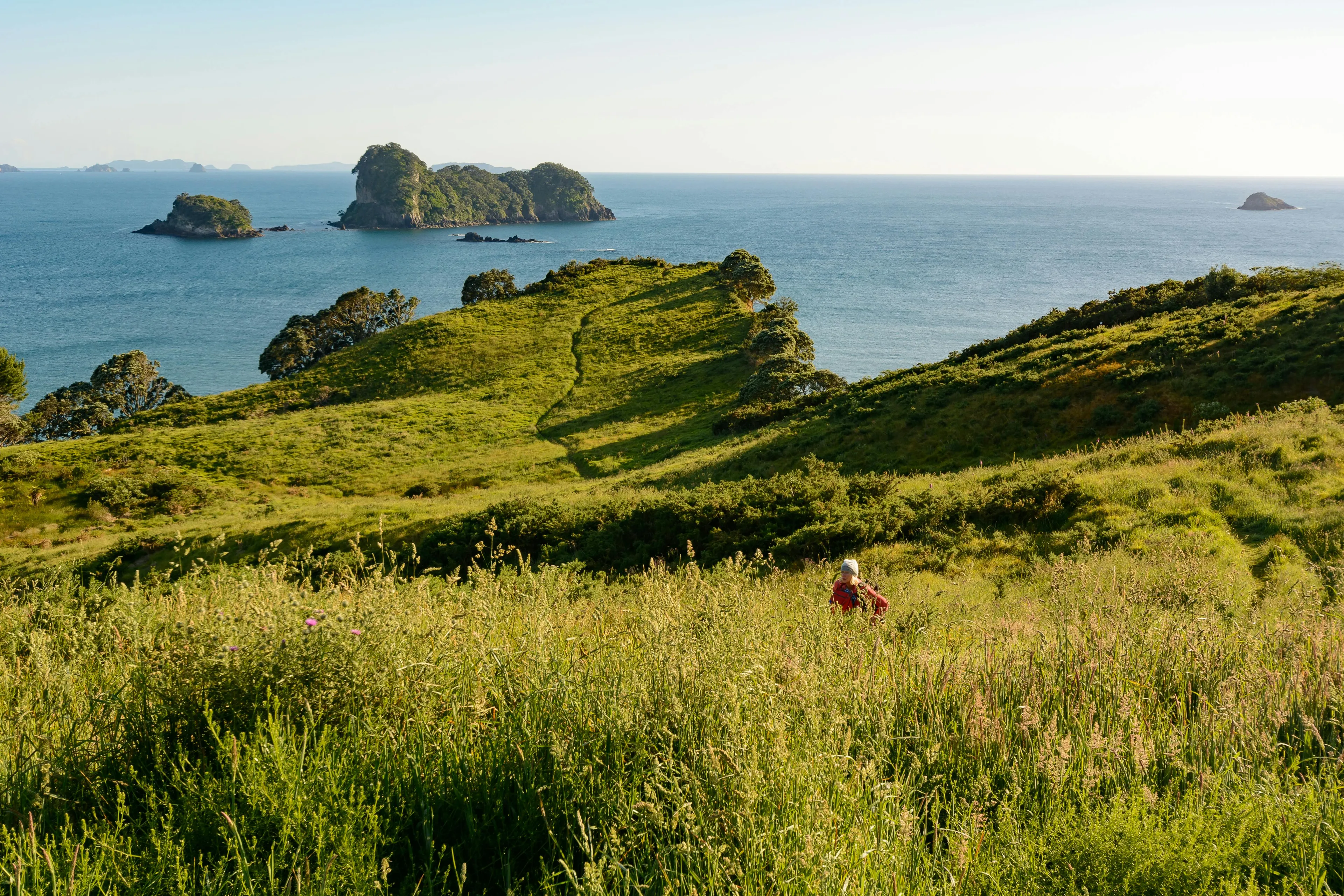 Green rolling hills overlooking the ocean with small islands, representing New Zealand landscape and Māori culture.