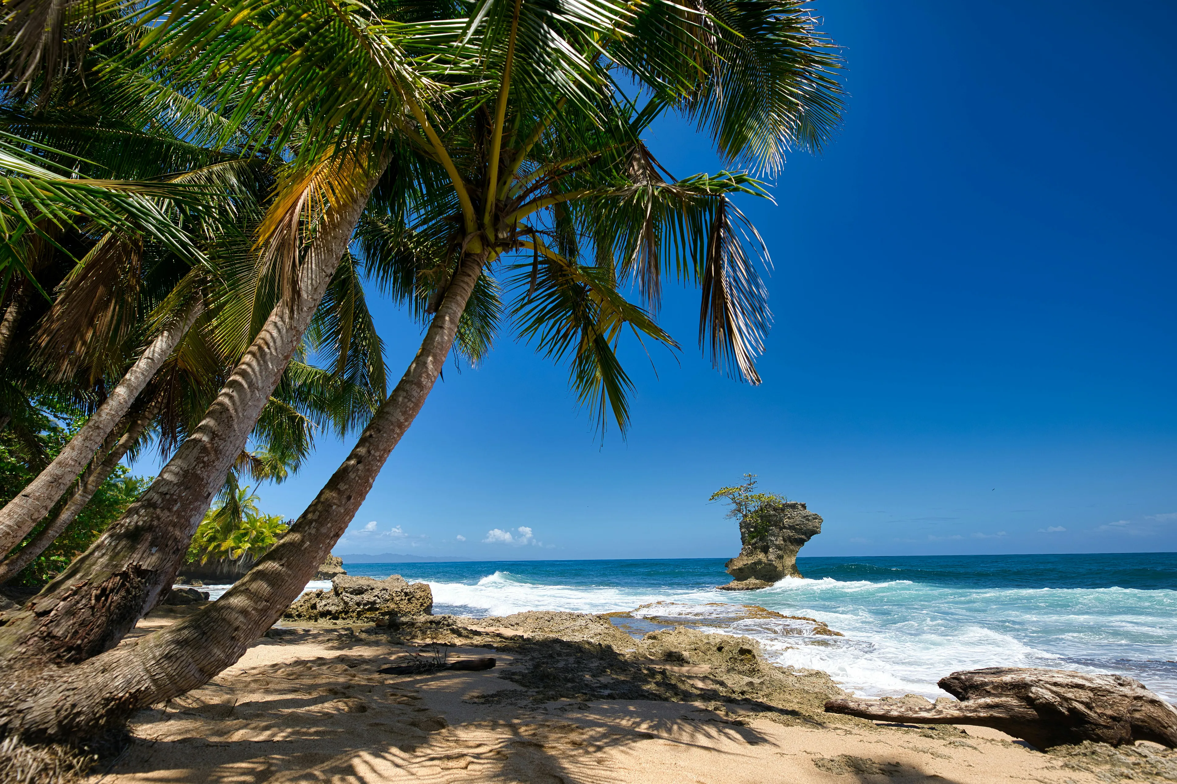 Costa Rica tropical beach with leaning palm trees and unique rock formation in rich coast ocean under clear blue sky