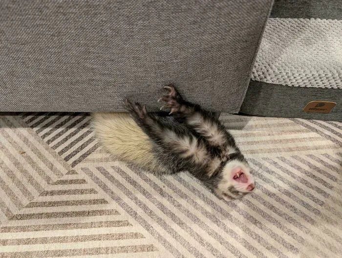 Ferret making a silly face while lying on a patterned carpet under a gray couch in a playful pose.
