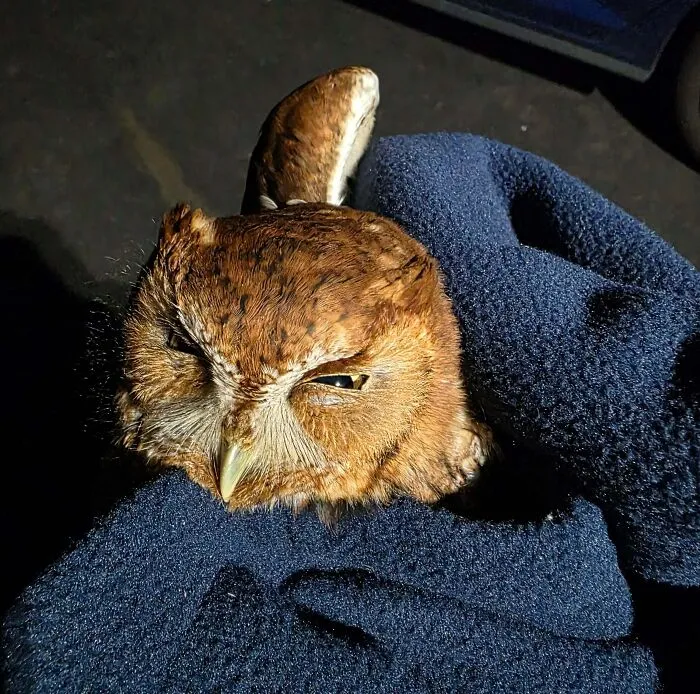 Owl making a silly face while being gently held in gloved hands, capturing a funny animal moment for a quick pic.