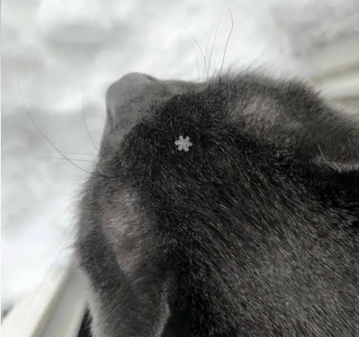 Cats In Snow🐈‍⬛❄️