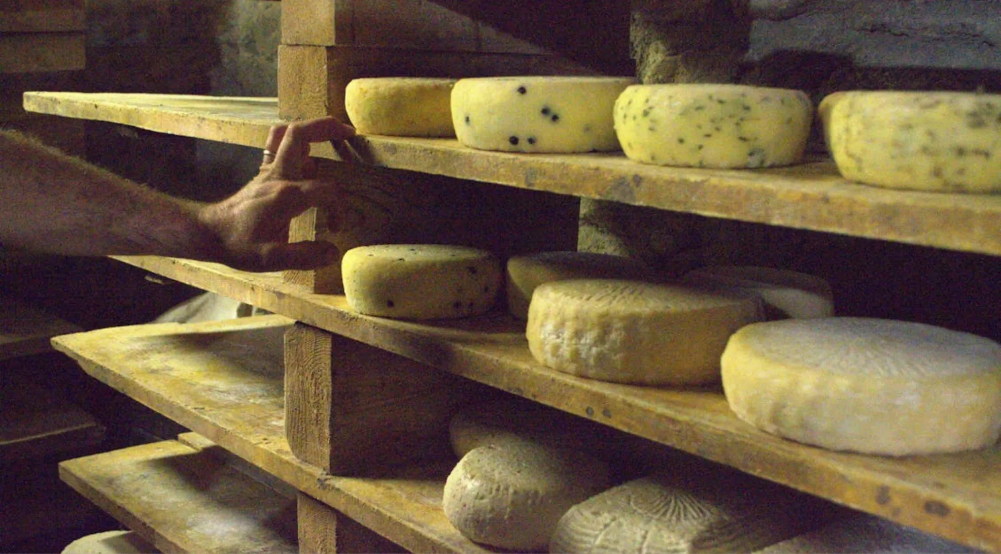 Hand reaching for aged cheese rounds on wooden shelves in a rustic cheese aging room 90% club question.
