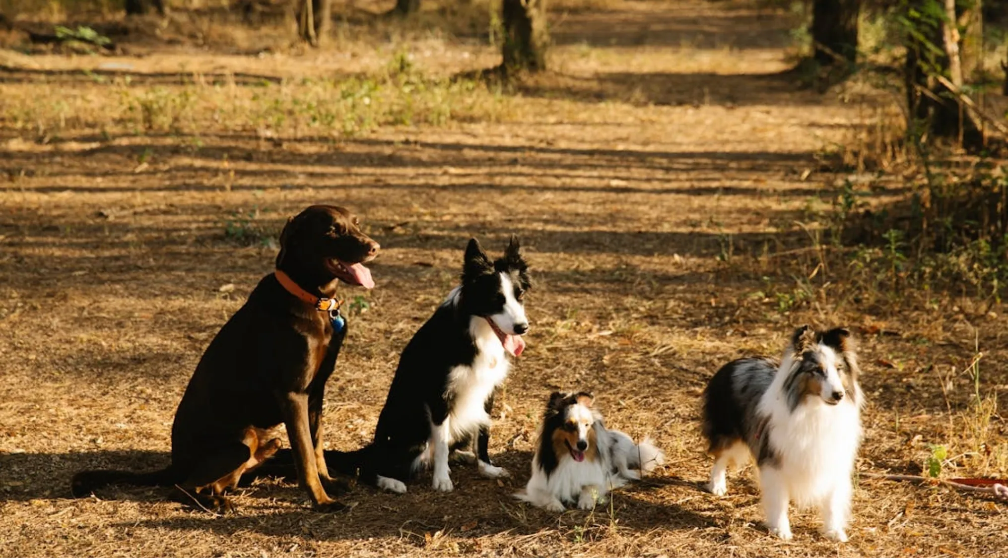 Four boy dogs sitting and standing outdoors in a sunlit wooded area belonging to the 1% club question.