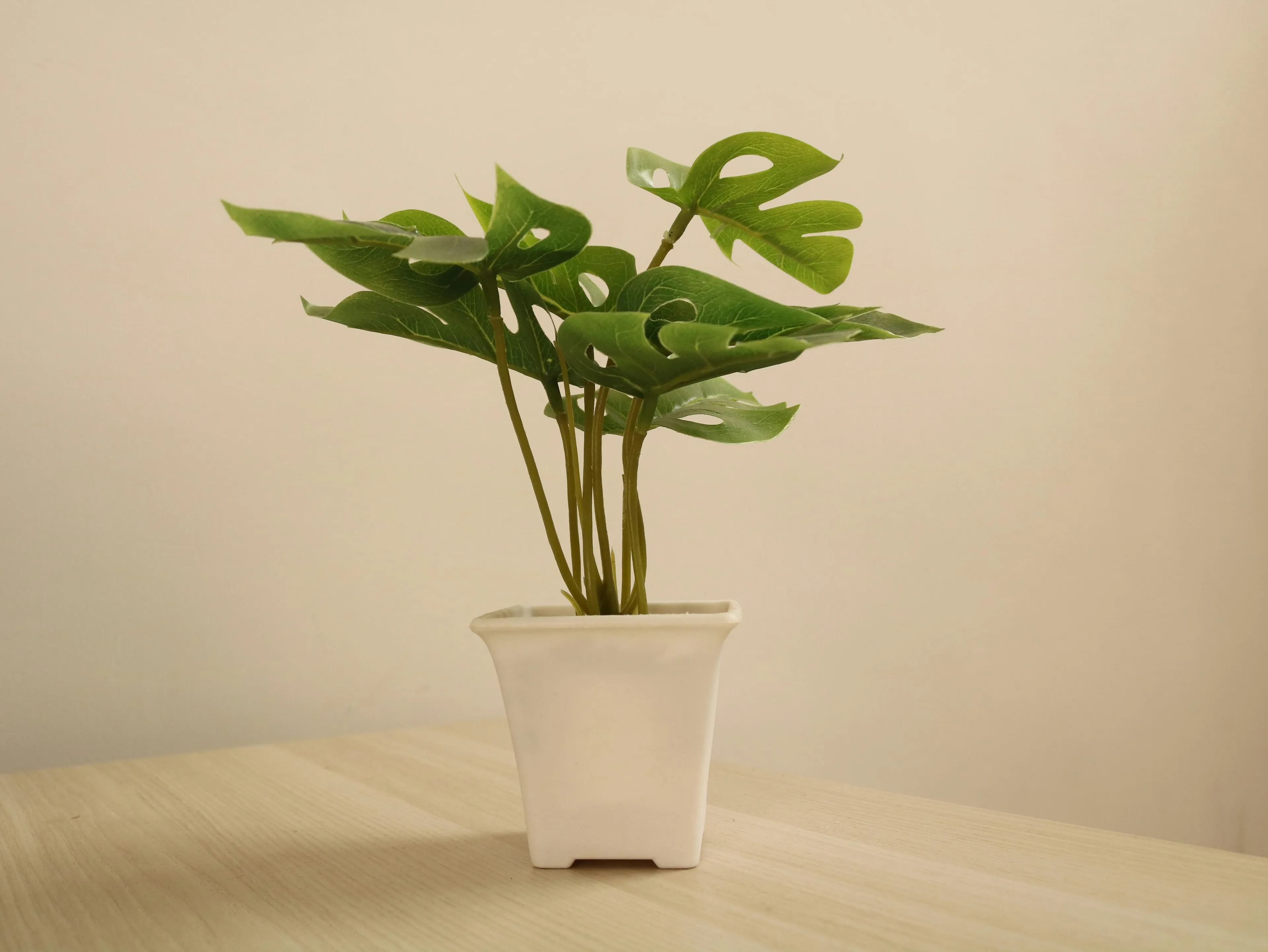 A potted plant with green leaves placed on a wooden surface illustrating plant biology in low light conditions.