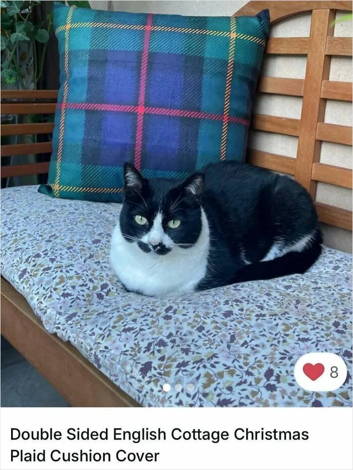 100 Hilarious Cat Cameos People Caught In Vinted Listings