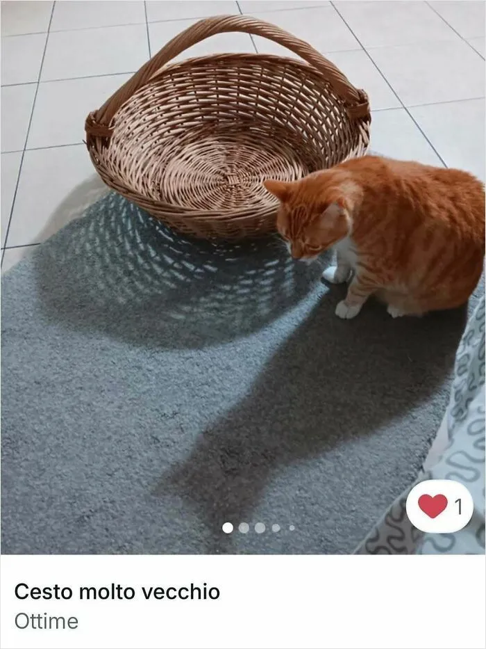 100 Hilarious Cat Cameos People Caught In Vinted Listings