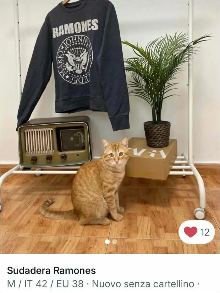 Orange cat sitting on wooden floor next to vintage radio and Ramones sweatshirt in a Vinted ad spotlight.