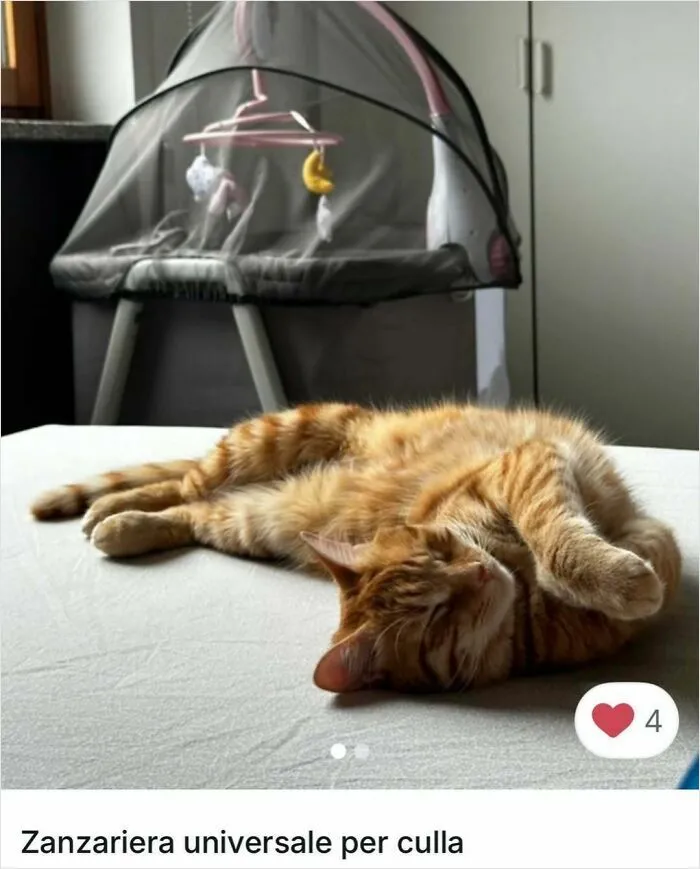 100 Hilarious Cat Cameos People Caught In Vinted Listings