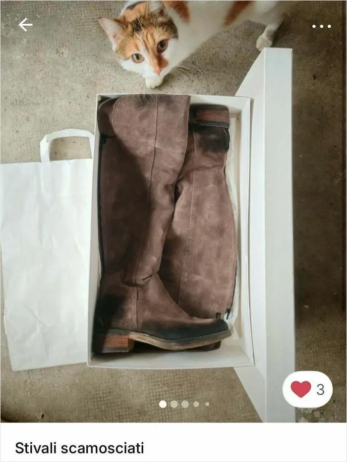 Calico cat peeking over a box with brown suede boots inside, showcasing cats stealing the spotlight on Vinted ads.