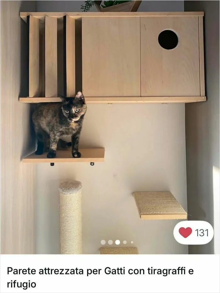 Tortoiseshell cat on wall-mounted climbing shelves and scratching post in a cozy cat-friendly setup.