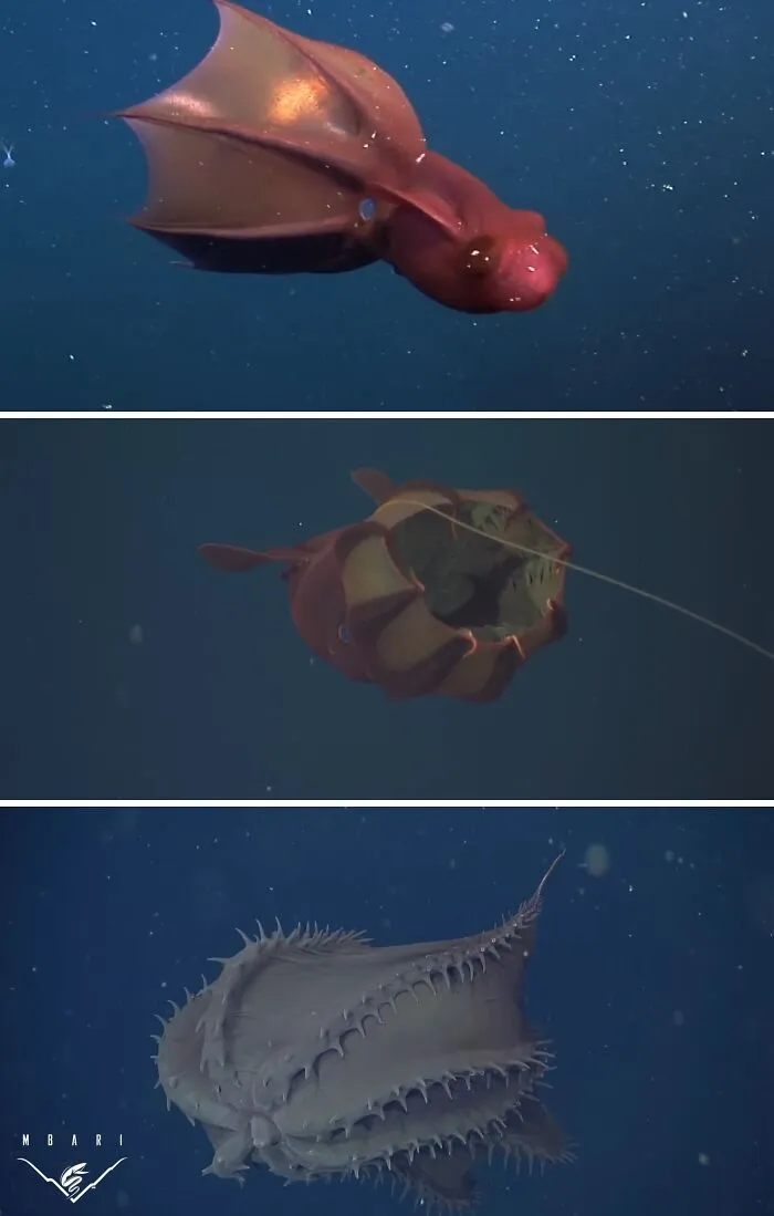 Vampire Squid