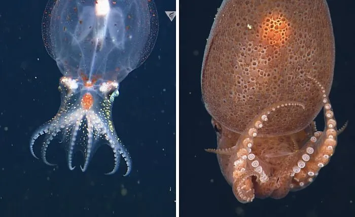 Quick Camouflage Helps The Midwater Octopus Survive In The Ocean’s Twilight Zone