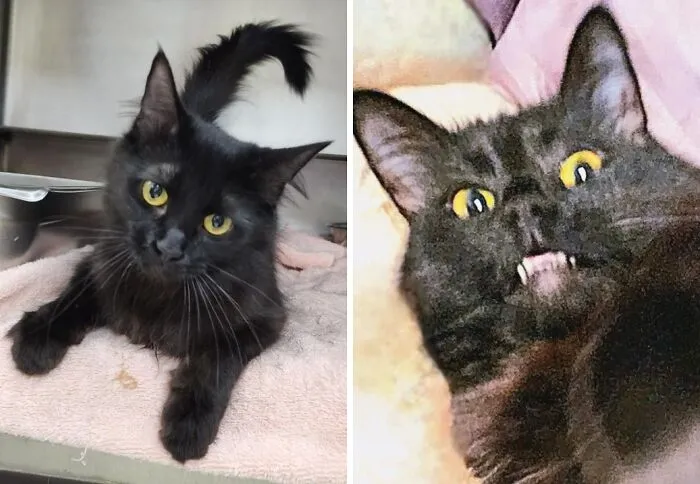 Black cat with yellow eyes resting on a cozy blanket, showcasing newly adopted pets in winter warmth.