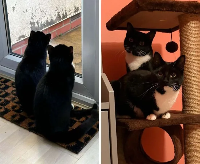 Adopted Two Bonded Girls Who Do Everything Together