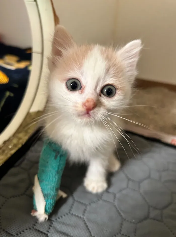 Bean And Her Tiny Splint