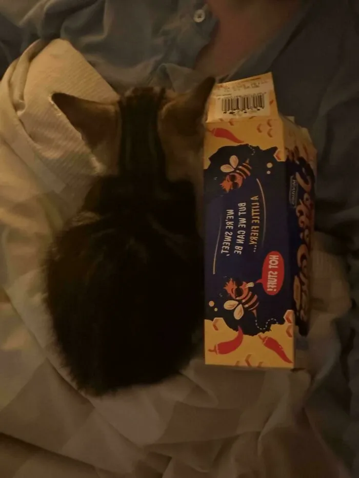 Cozy newly adopted kitten curled up next to a snack box, showing a warm winter pet beginning indoors.
