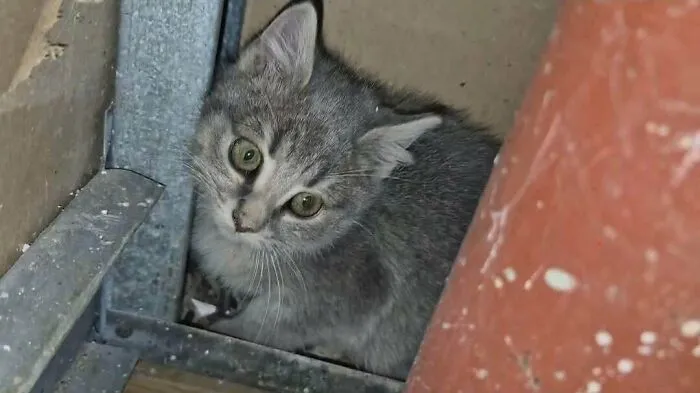 Gray tabby kitten nestled in a cozy winter spot, one of 74 newly adopted pets warming up this January.
