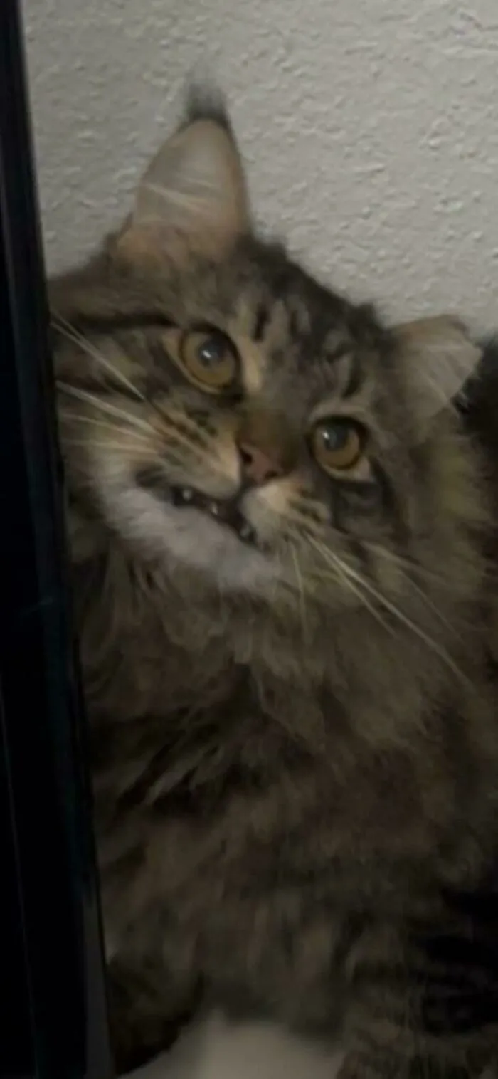 I Adopted This Guy That Had Been Living In My Work Parking Lot For Months. His Three Teeth Smile Melts My Heart!