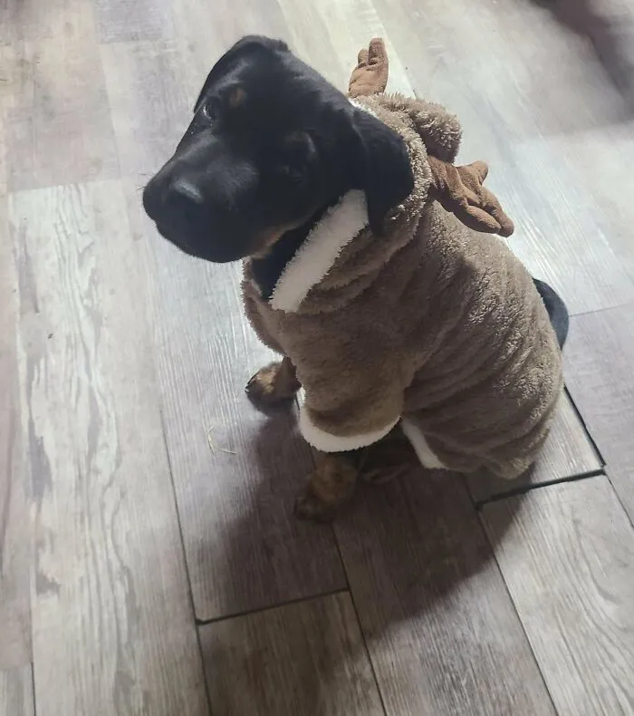 Newly adopted pet puppy wearing a cozy reindeer outfit on a wooden floor during winter months.