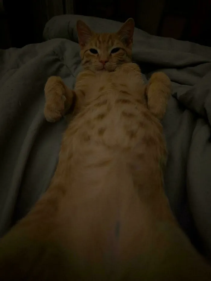 Cozy newly adopted orange tabby cat lying on its back on a blanket in a warm winter setting.
