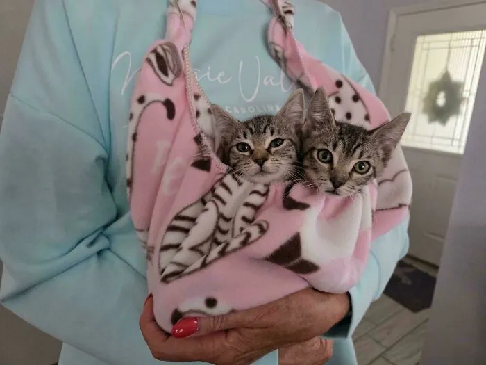 My Mom’s Newly Adopted Kittens
