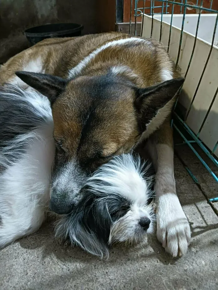 My Cousin Adopted A New Puppy And Now She’s Besties With The Older Dog